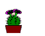 altrocactus.gif (4096 bytes)